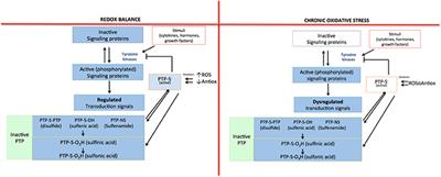 Effect of Chronic Oxidative Stress on Neuroinflammatory Response Mediated by CD4+T Cells in Neurodegenerative Diseases